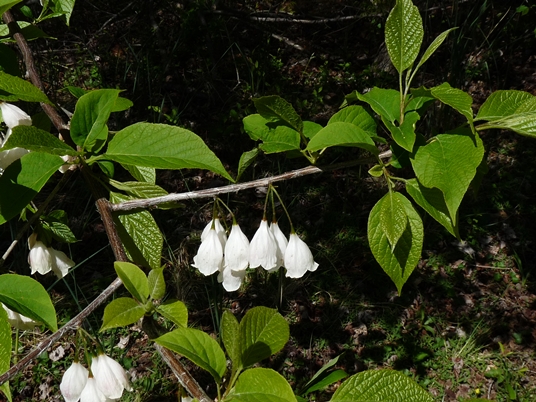 {Halesia tetraptera}
